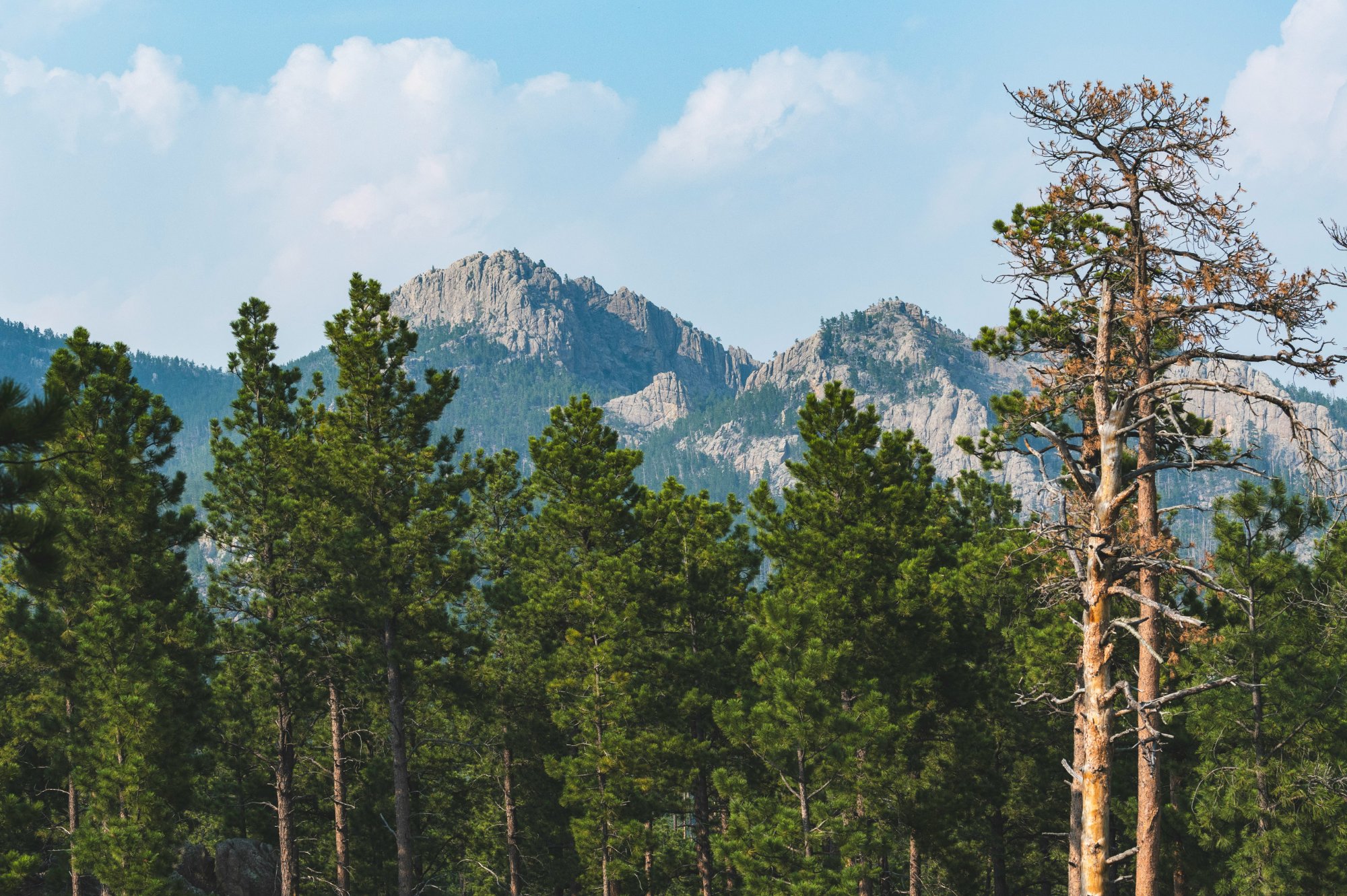 Black Hills landscape